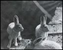 Image of Hare. Pets at Etah